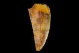 Serrated, Raptor Tooth - Real Dinosaur Tooth #149064-1